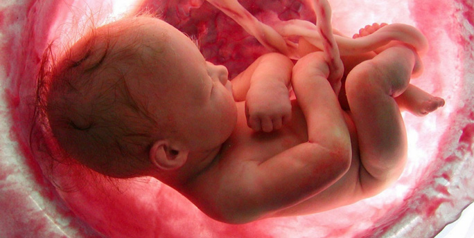 Human foetus (File Photo)