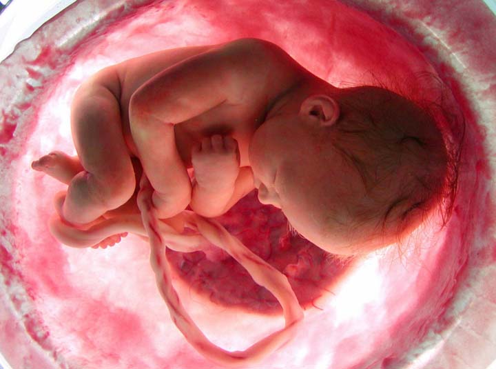 Human fetus (File Photo)