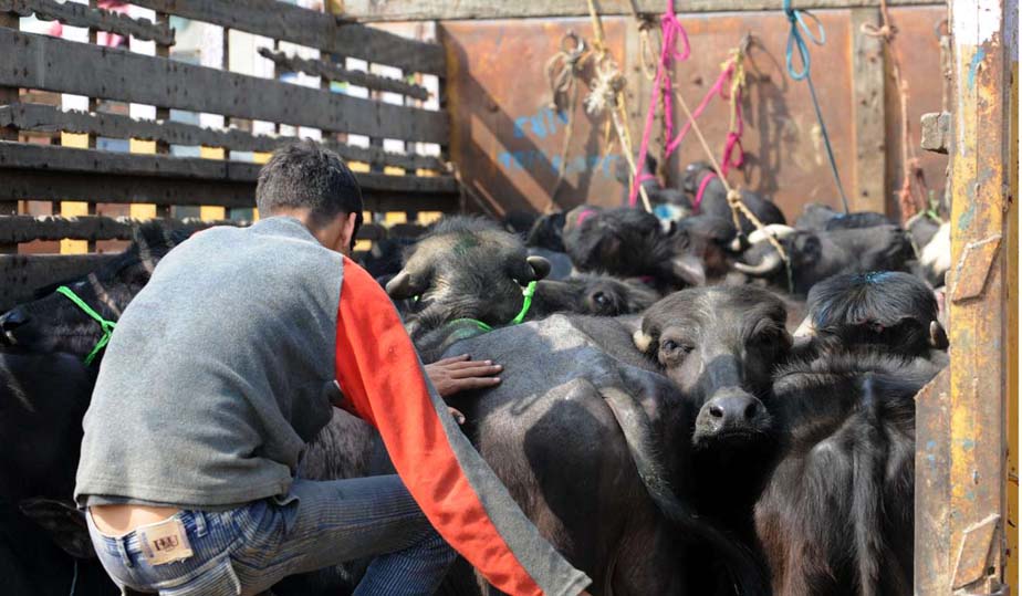 Raids on illegal slaughterhouses in Dehradun (File Photo)