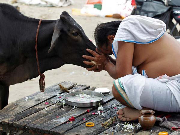 A man worshipping cow (File Photo)