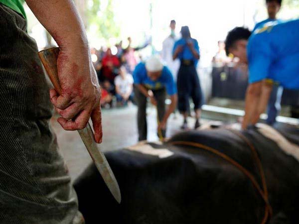 Youth Congress workers killed ox in Kerala (File Photo)