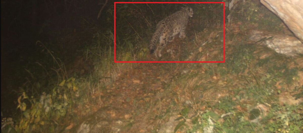 The Snow leopard spotted in Tirthan Valley