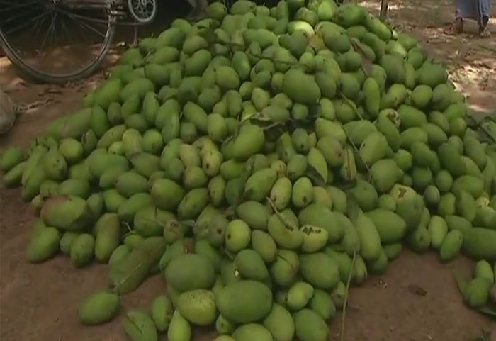 Mangoes destroyed by storm 