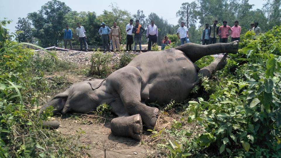 Two elephants die after getting hit by train