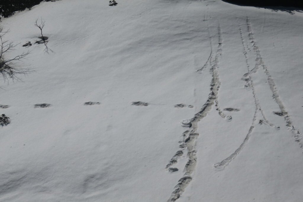 Army claims to have spotted footprint of a 'Yeti'