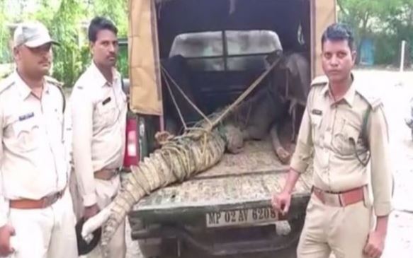 Visuals of the crocodile along with forest officials in Damoh
