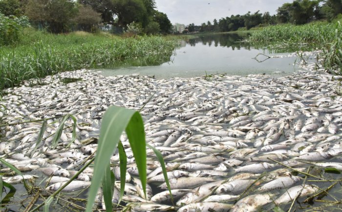 Dead fishes found floating in Sheelavantanakere lake
