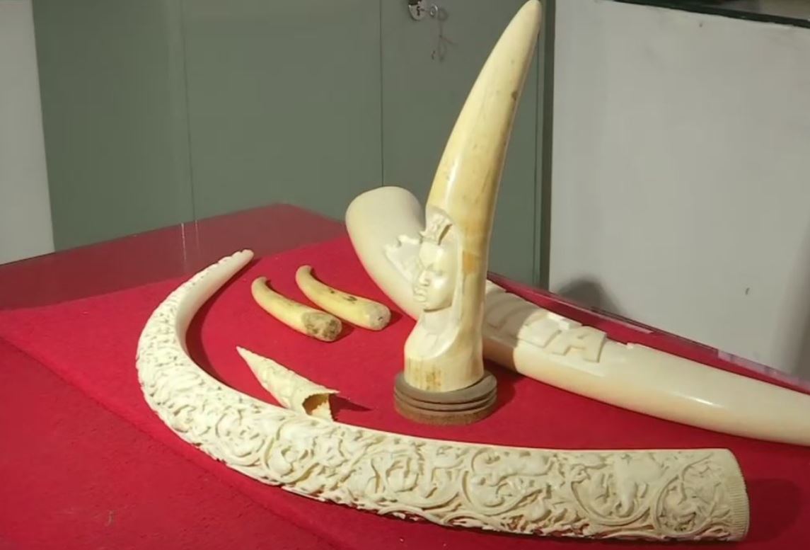 Crime Branch seizes elephant tusks from a man's possession
