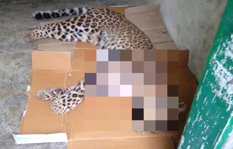 Carcass of the alleged man-eater leopard in Pithoragarh