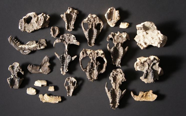 Fossilized mammal skull fossils and lower jaw retrieved from the Corral Bluffs site in Colorado dating from the aftermath of the mass extinction of species 66 million years ago is seen