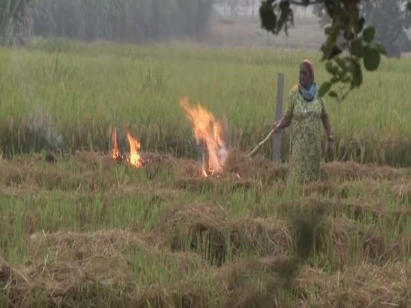 Farmers in Punjab continue with stubble burning
