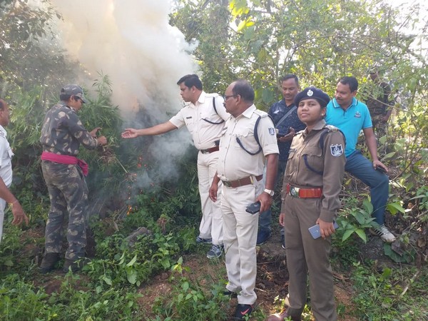 The police team destroying cannabis plants in Gajapati