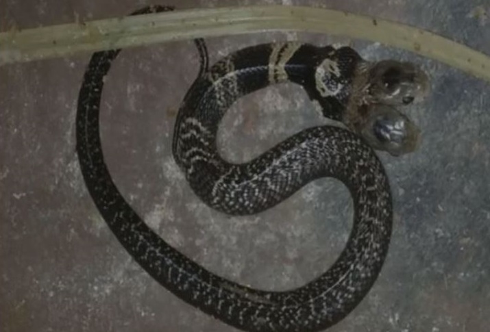 Two-headed snake found in the Ekarukhi village in West Bengal