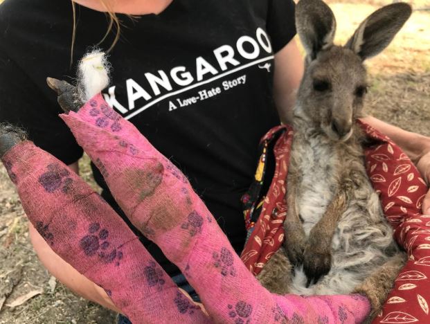 Wildlife Information, Rescue and Education Services (WIRES) volunteer and carer Tracy Dodd holds a kangaroo with burnt feet pads after being rescued from bushfires in Australia