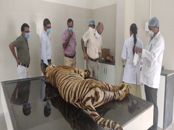 Tiger was noticed in distress and declared dead