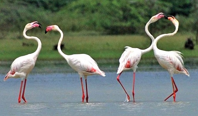 Migratory birds at Hirakud Dam Reservoir
