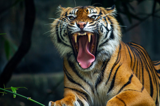 International Tiger Day: 8 interesting facts about our national animal -  Dynamite News