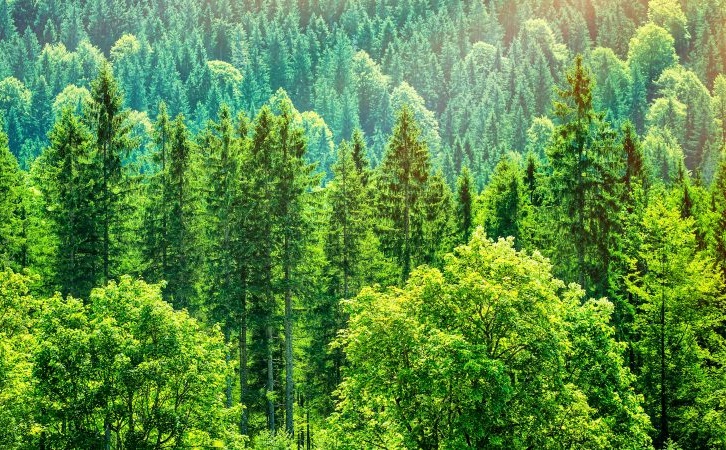 An image of Forestry (File Photo)