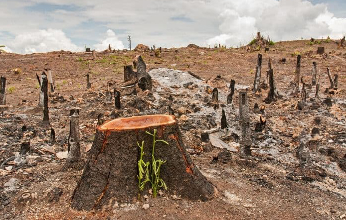 Deforestation (File Photo)