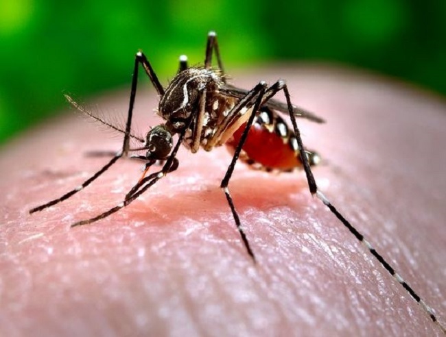 412casesof dengue in Delhi