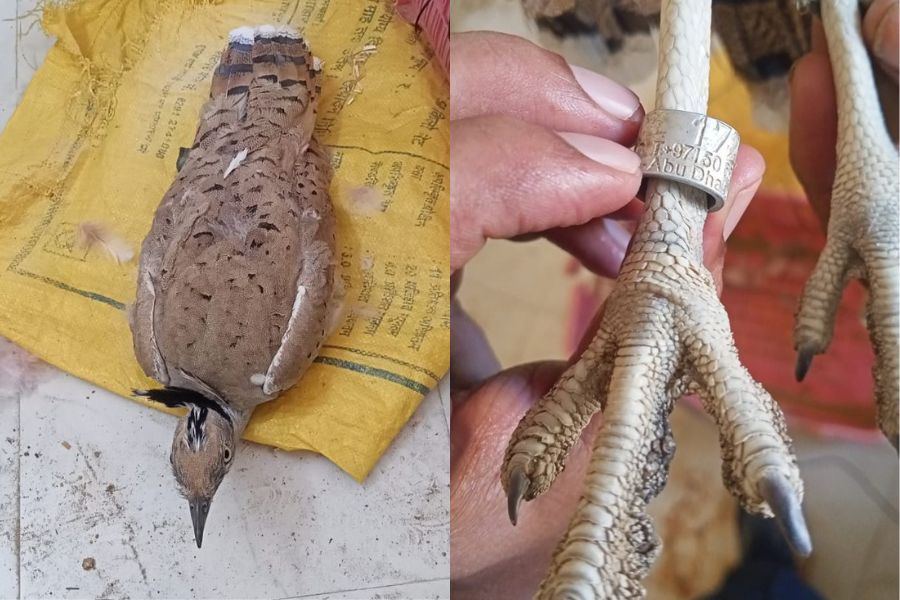 Suspicious bird caught in Rajasthan