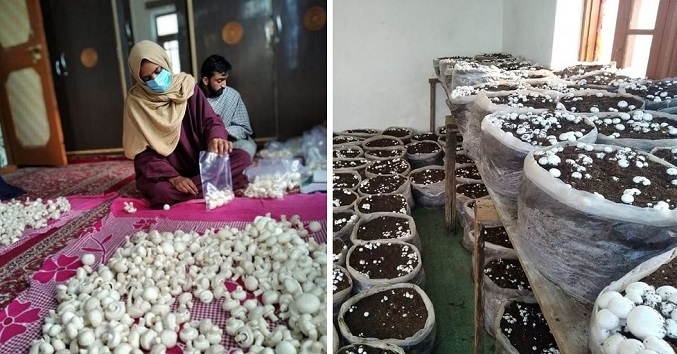Women in Kashmir getting empowered by mushroom cultivation (File)