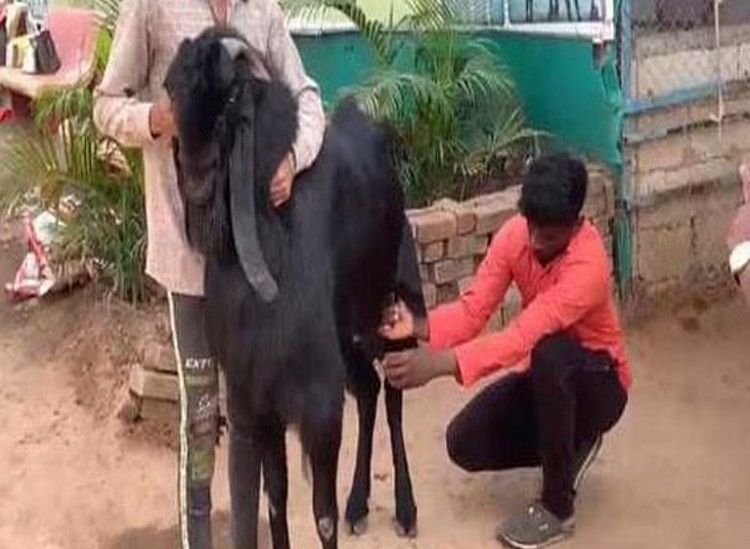 Male goat yielding milk