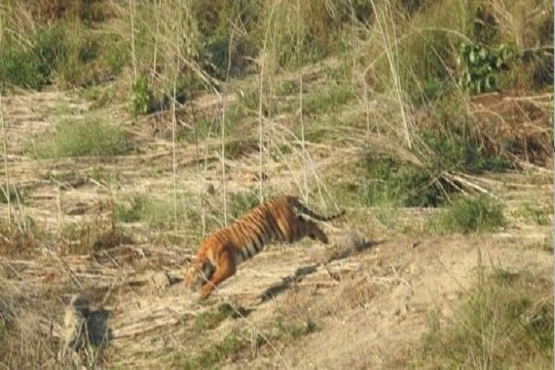 Tiger attacked and made its morsel one of three friends in Jim Corbett Park