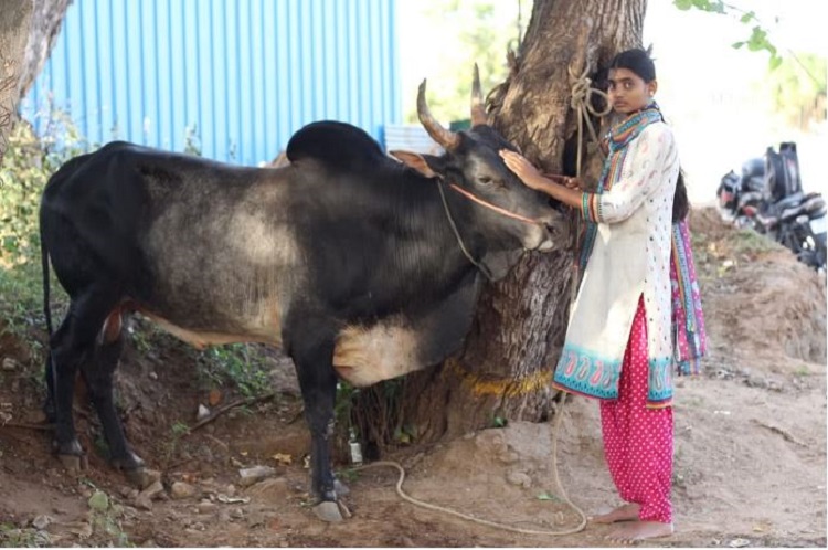 Madurai Girl Keeps Jallikattu Bull As Her Friend