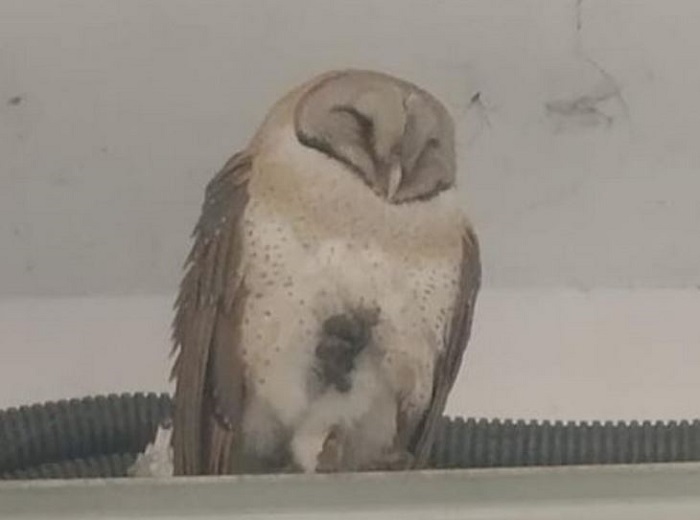 Extinct specie of Owl found in Kanpur