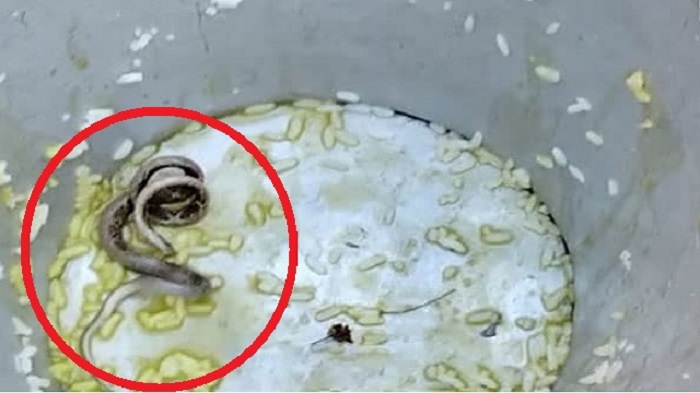 Snake found in primary school's midday meal in Birbhum