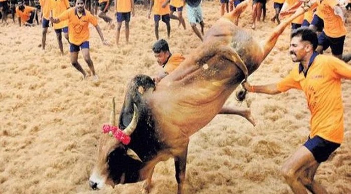 Around 60 injured during Jallikattu event At Avaniyapuram in Madurai