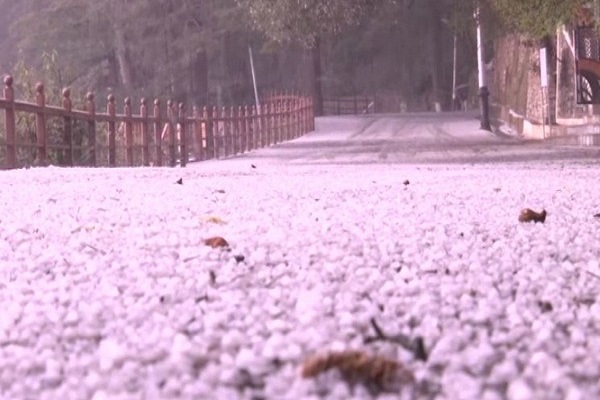 Hailstorms and rain lashes parts of Shimla
