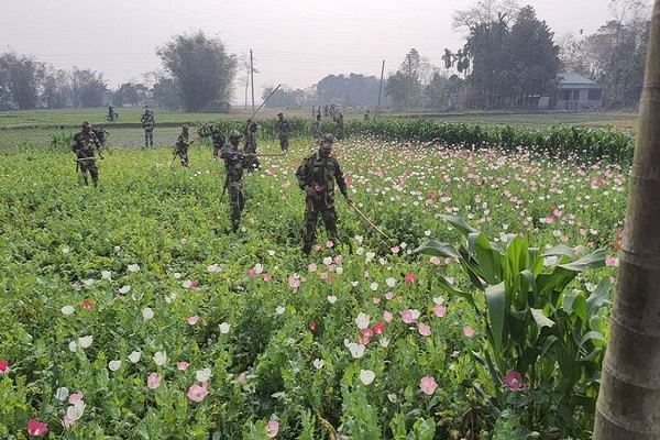 BSF destroys illegal poppy cultivation at India-Bangladesh border