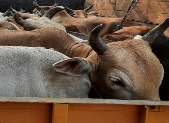 24 cattle heads recovered from a truck