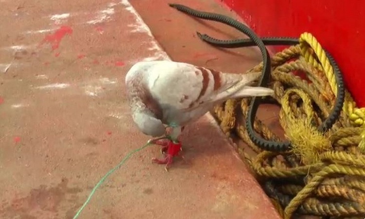 Pigeon with camera, chip fitted on leg was caught by fishermen