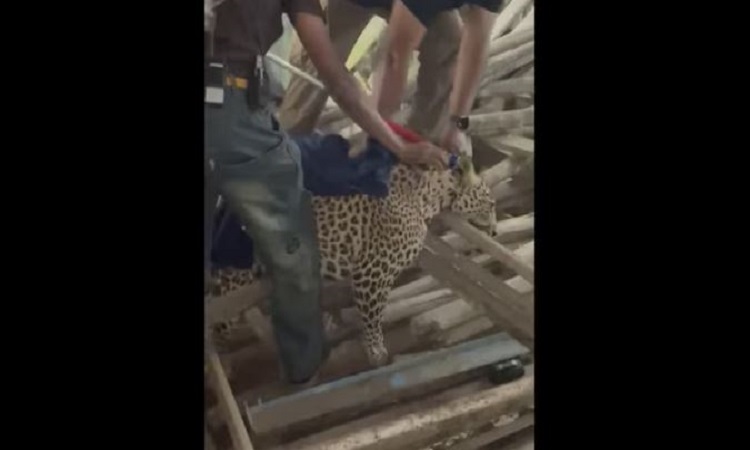 Leopard enters a residential area in Pune