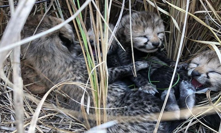 The cubs born to Siyaya in Madhya Pradesh