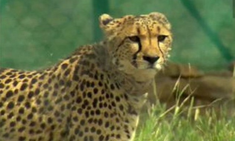 Cheetah at Kuno National Park (file)