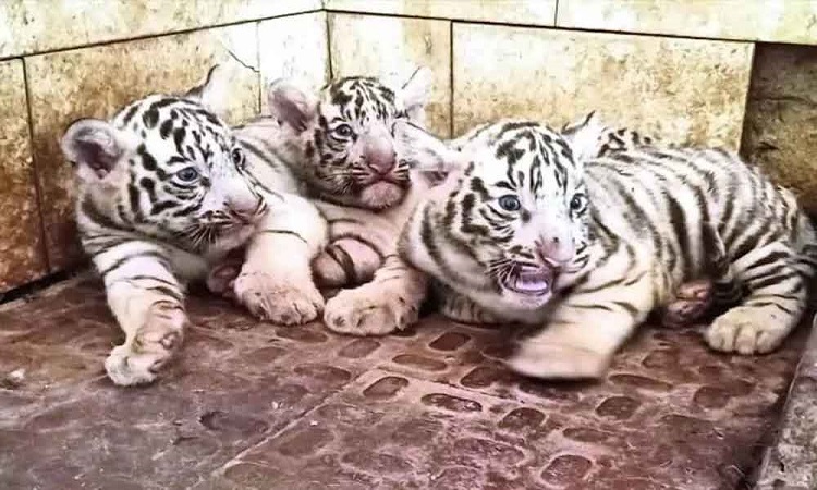 Tigress Raksha gives birth to 3 cubs