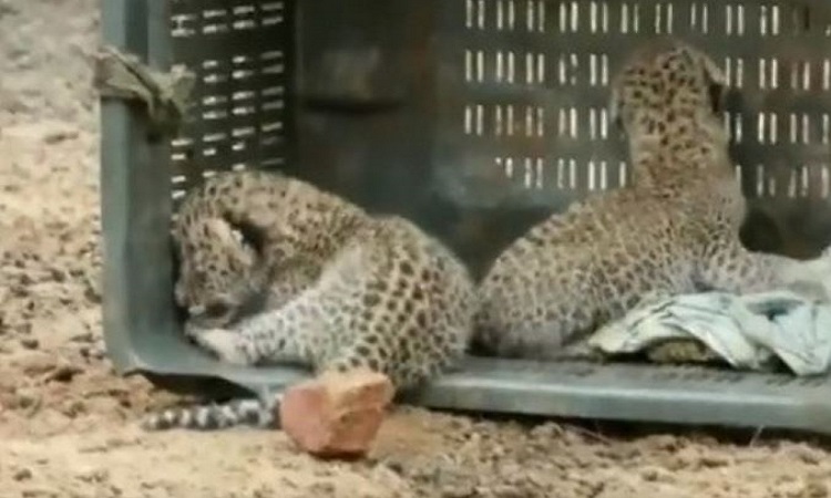 Two leopard cubs rescued in Haryana's Nuh district