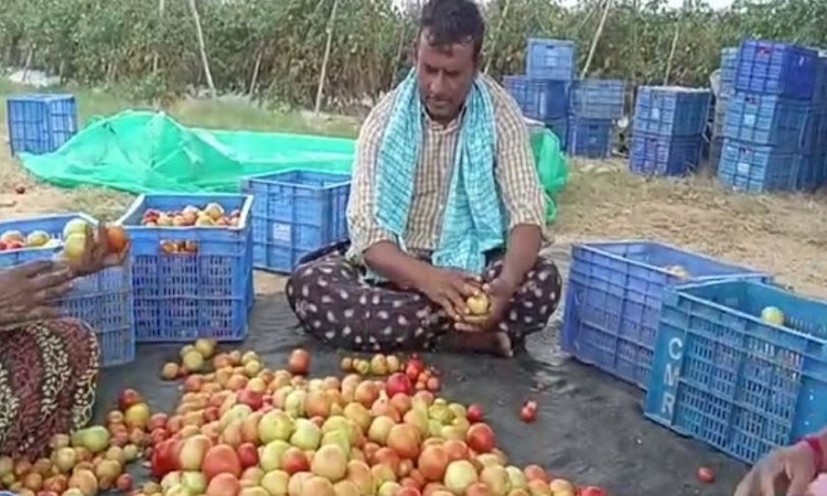 Farmer Chandramouli in Chitoor