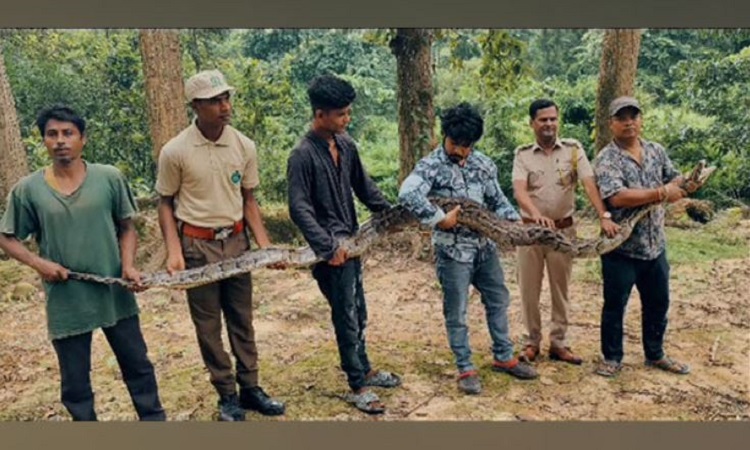 Locals rescue 18-feet long python from tea garden in Nagaon