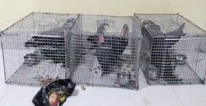 Assam police rescue exotic birds