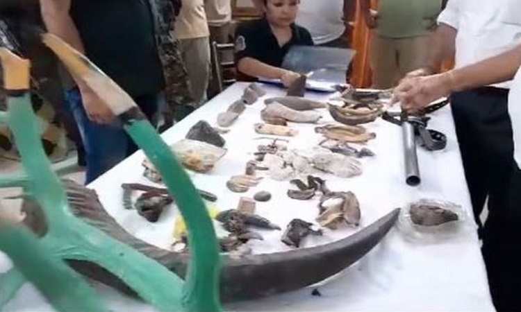 Smuggled animal body parts sized by forest department