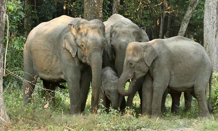 Wild Asian elephants