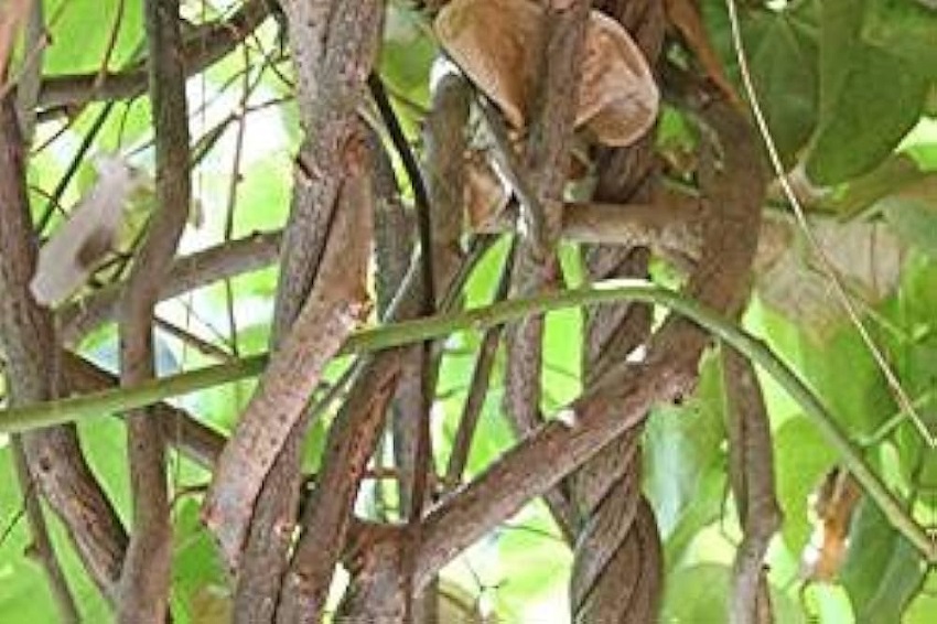 Giloy (Tinospora Cordifolia)
