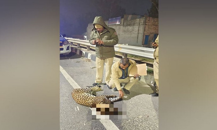 ‘Jaguar’ cub found dead on NH-44 near Alipur