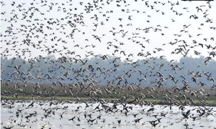 Migratory Birds flock at Pobitora Wildlife Sanctuary in Assam