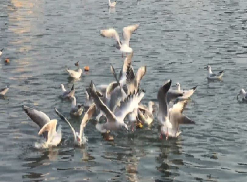 Migratory Siberian birds spotted in Narmada river in Jabalpur